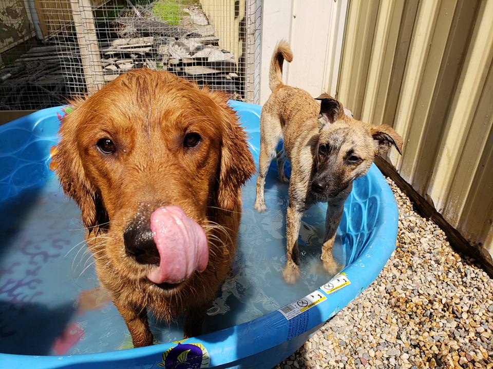 Cooling off at Wag-A-Tail Doggie Daycare