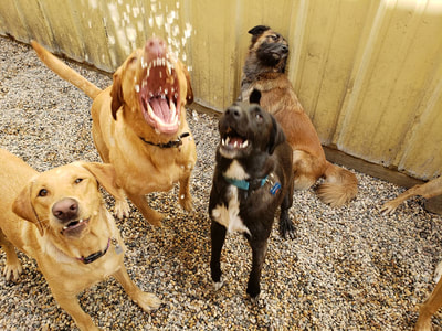 Dogs cooling off at Wag-A-Tail Doggie Daycare