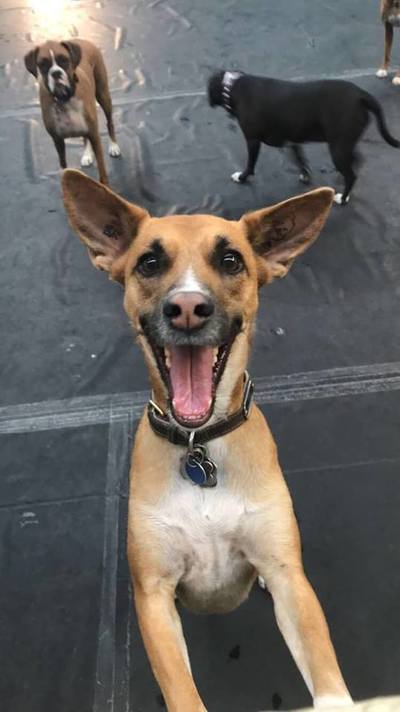 Wag-A-Tail Doggie Daycare Guest