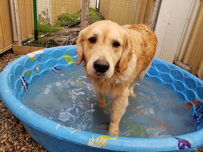Swim time at Wag-A-Tail Doggie Daycare